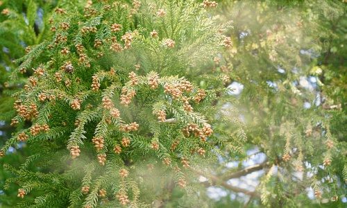 花粉症で目がかゆい！マツエクしてるけどかいても大丈夫なの？