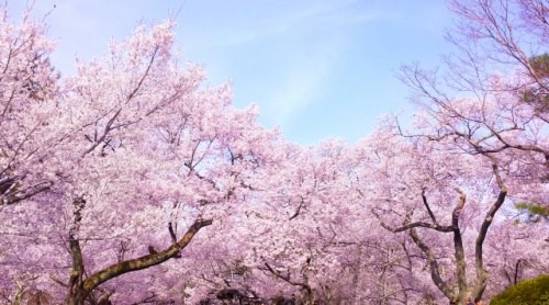 深谷桜まつり　駐車場