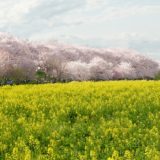 幸手桜まつり　屋台