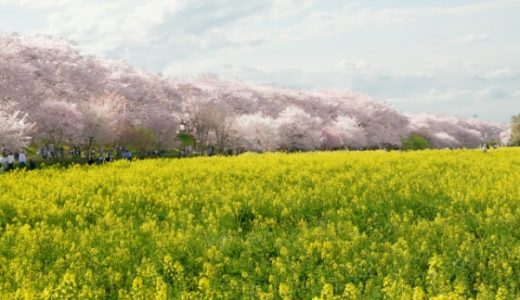 幸手桜まつりは屋台は出店してるの？駐車場事情を埼玉県民が教えます！