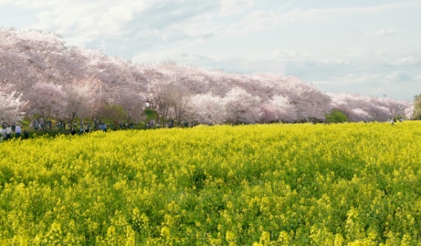 幸手桜まつり　屋台