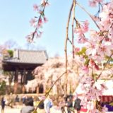 熊谷桜まつり　駐車場
