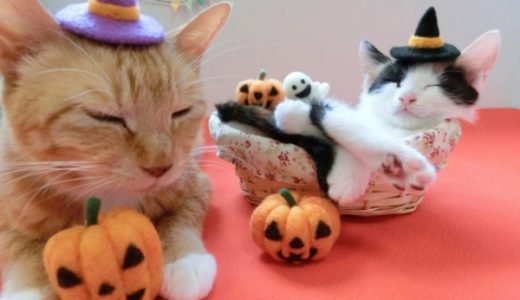 ハロウィンの子供の仮装で人気なのは何？ランキングを付けてみた！