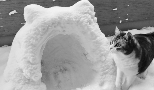 かまくら　雪　食べ物